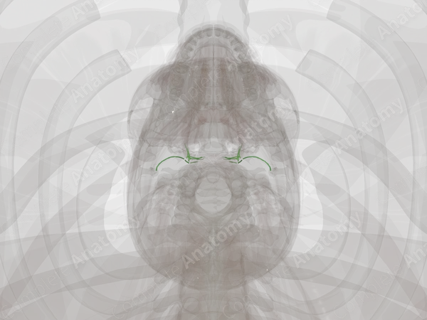 Retropharyngeal Lymph Vessels