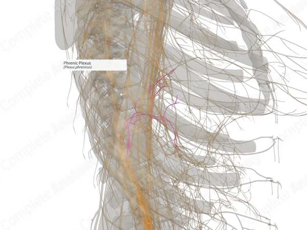 Phrenic Plexus (Left)