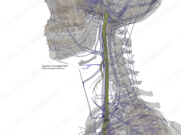 Superior Laryngeal Vein (Left)