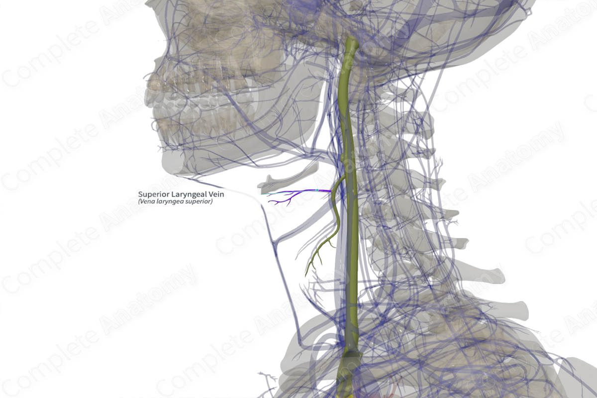 Superior Laryngeal Vein (Left)