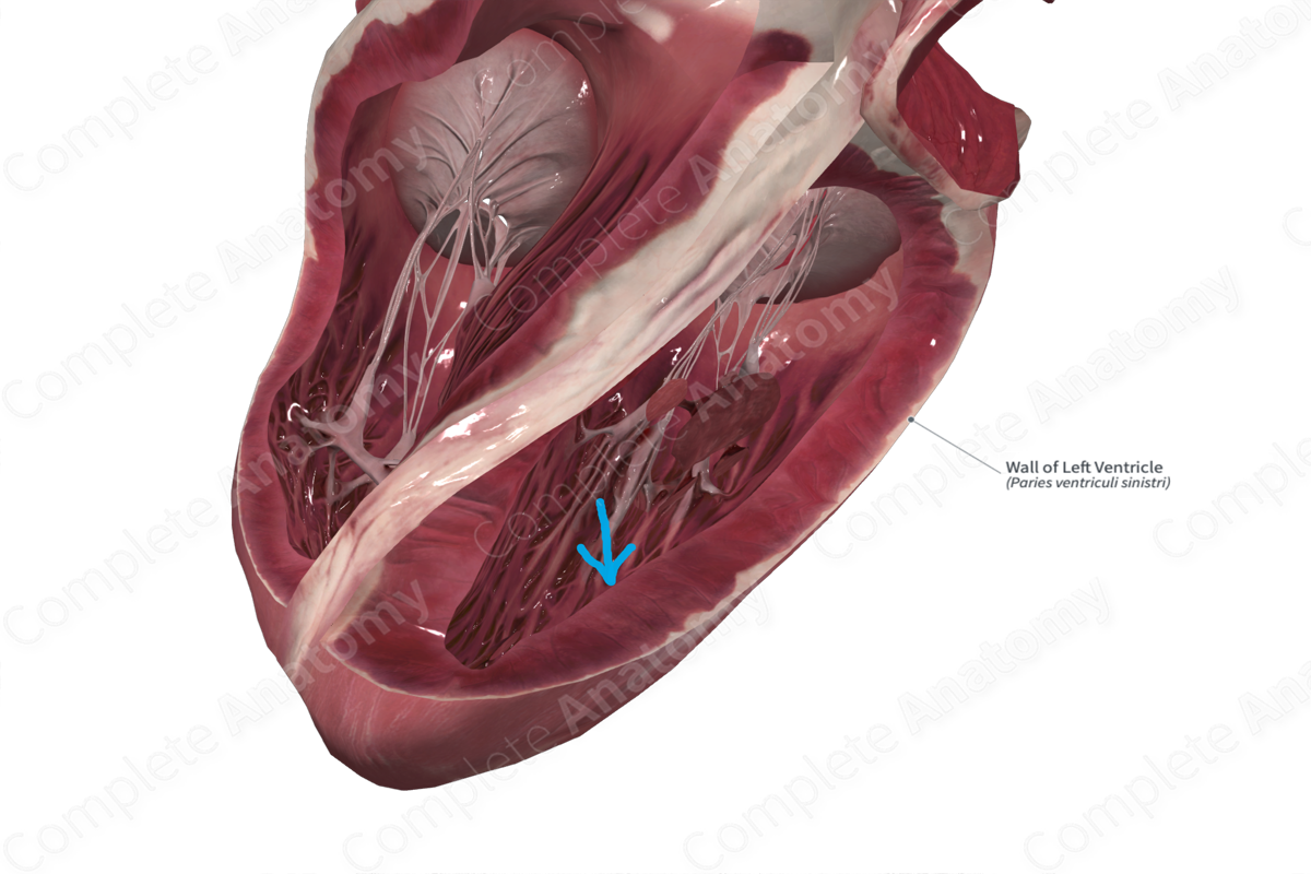 Wall of Left Ventricle