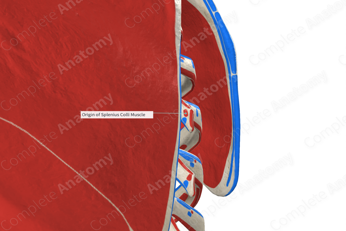 Origin of Splenius Colli Muscle