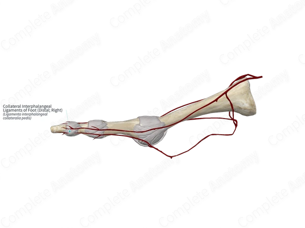 Collateral Interphalangeal Ligaments of Foot (Distal; Right)
