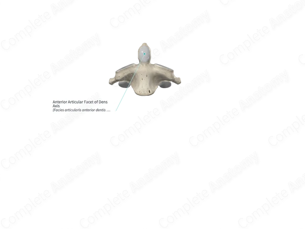 Anterior Articular Facet of Dens Axis