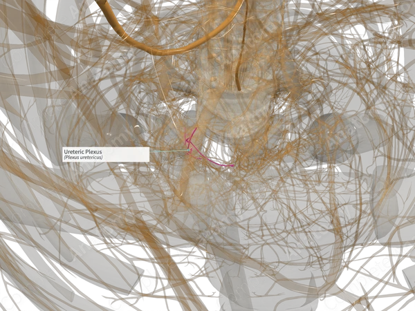 Ureteric Plexus (Left)