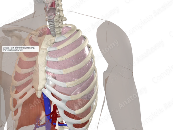 Costal Part of Pleura (Left Lung)