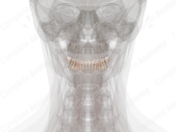 Mandibular Dental Arch