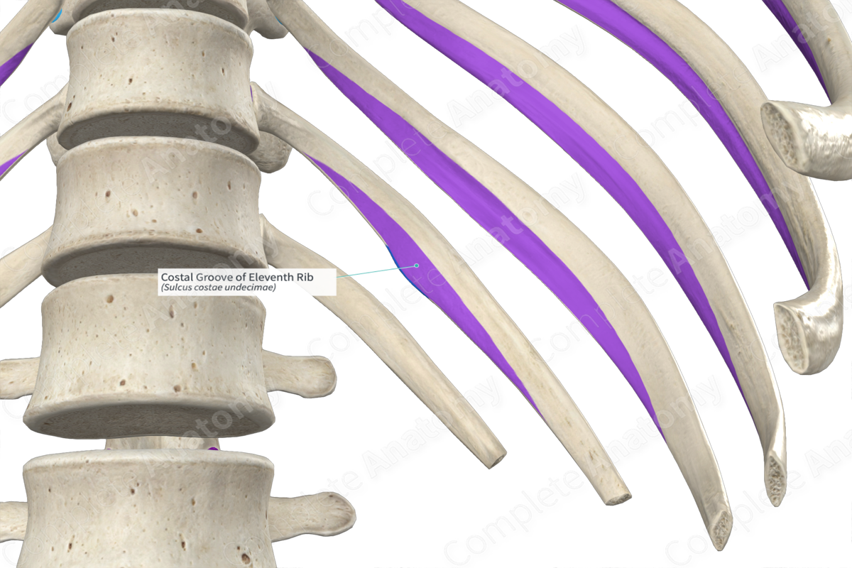 Costal Groove of Eleventh Rib Complete Anatomy