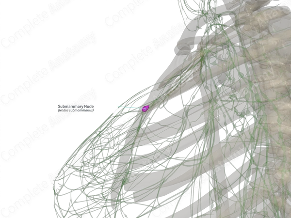 Submammary Node (Left)