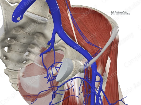 Left Testicular Vein