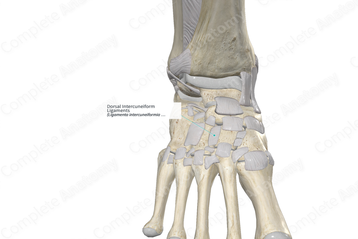 Dorsal Intercuneiform Ligaments