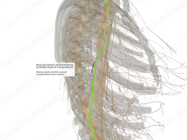 Muscular Branch of Radial Nerve to Medial Head of Triceps Brachii (Right)