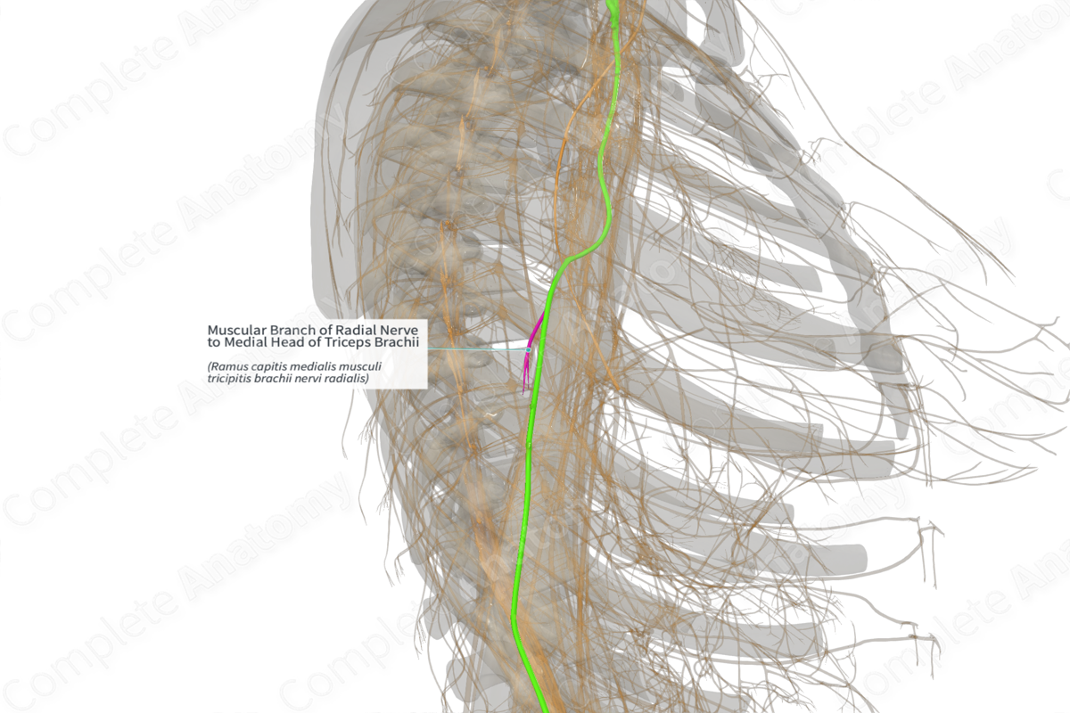 Muscular Branch of Radial Nerve to Medial Head of Triceps Brachii (Right)
