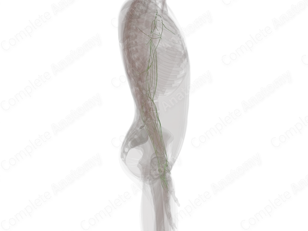 Lymph Vessels of Upper Limb (Left)