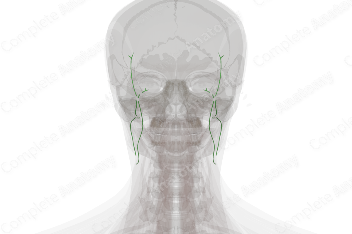 Occipital Lymph Vessels