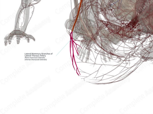 Lateral Mammary Branches of Lateral Thoracic Artery (Left)
