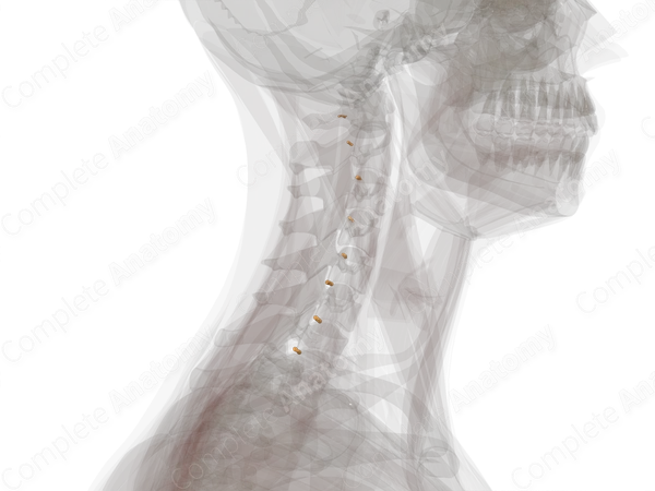 Cervical Nerves (Left)
