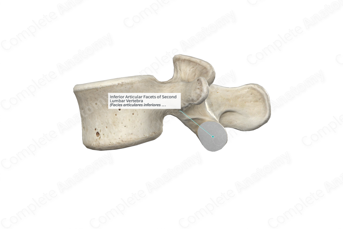 Inferior Articular Facets of Second Lumbar Vertebra