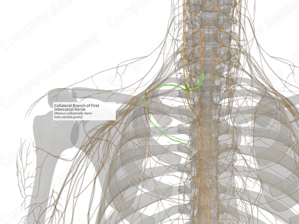 Collateral Branch of First Intercostal Nerve (Right)