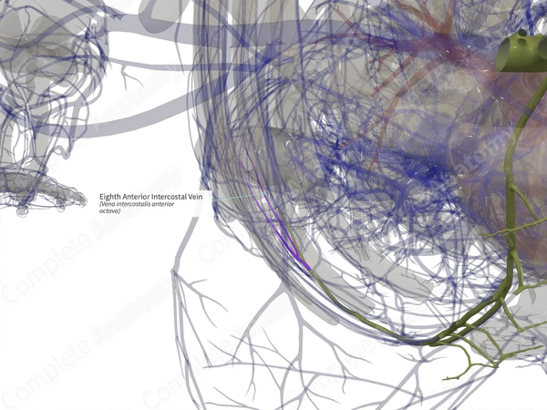 Eighth Anterior Intercostal Vein (Left)