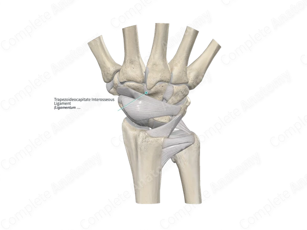 Trapezoideocapitate Interosseous Ligament 