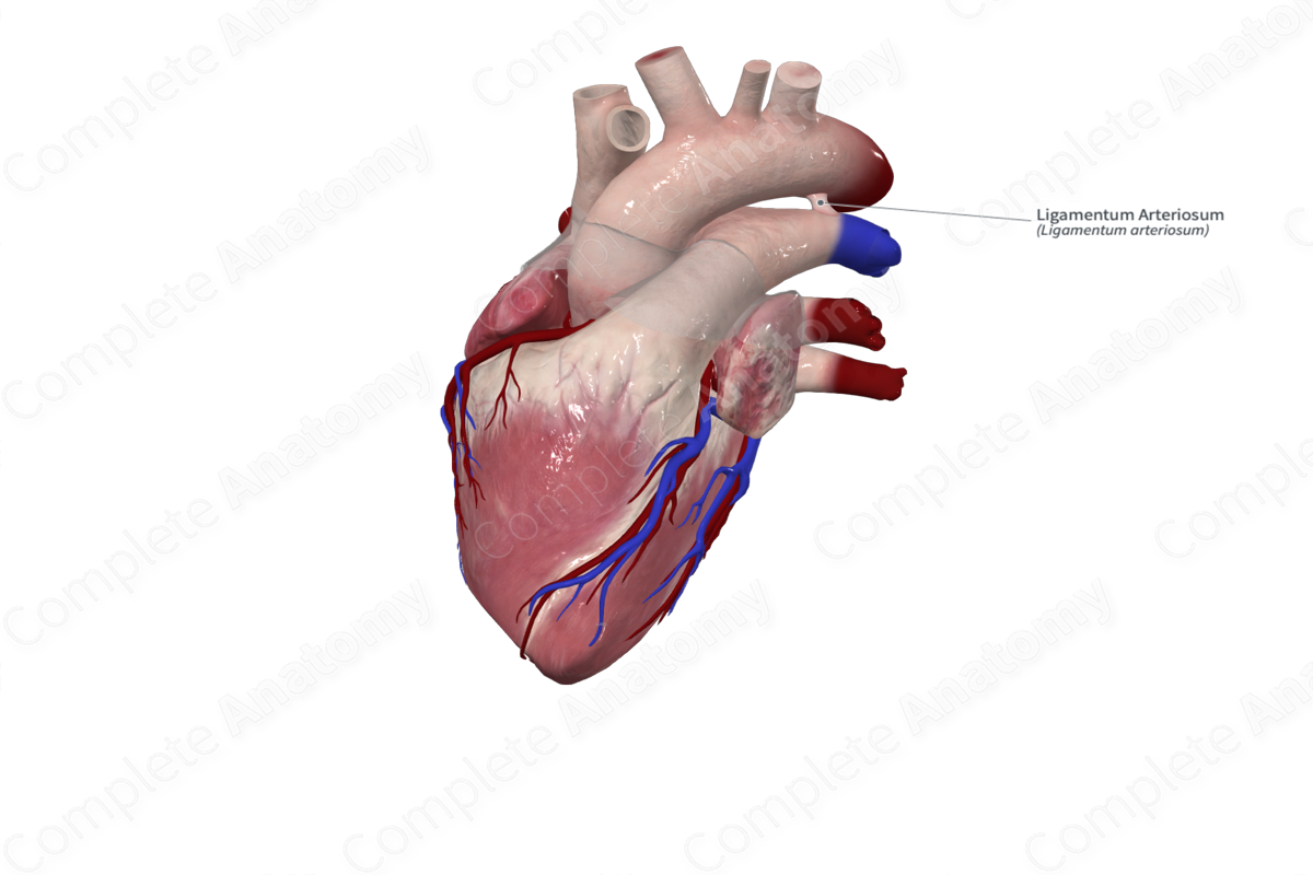 Ligamentum Arteriosum