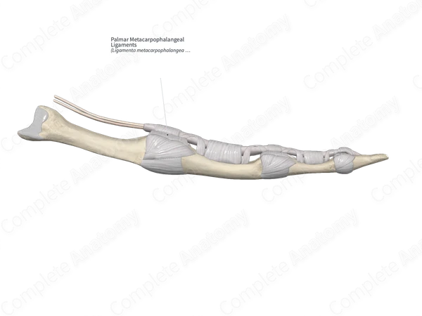 Palmar Metacarpophalangeal Ligaments