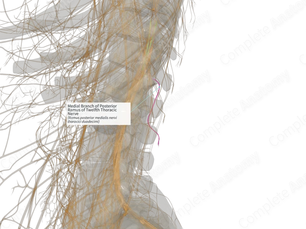Medial Branch of Posterior Ramus of Twelfth Thoracic Nerve (Left)