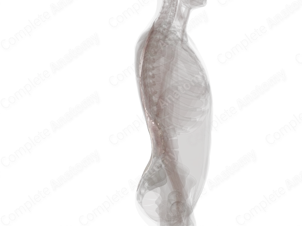 Thoracolumbar Fascia (Left)