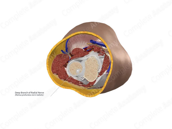 Deep Branch of Radial Nerve