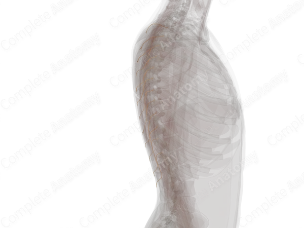 Medial Branches of Posterior Rami of Thoracic Nerves (Left)