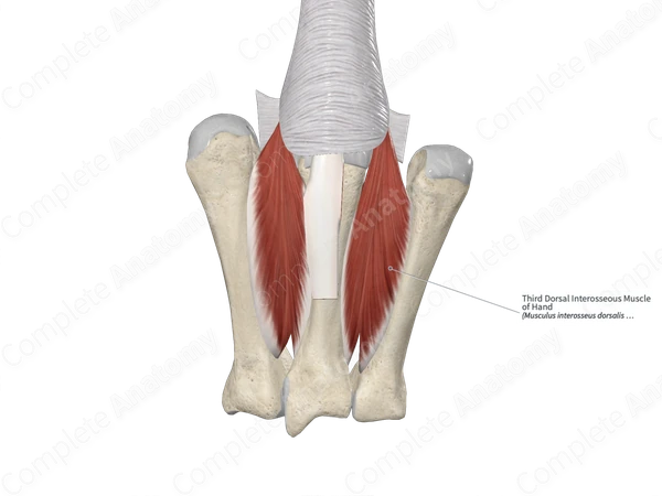Third Dorsal Interosseous Muscle of Hand
