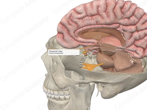 Temporal Lobe 