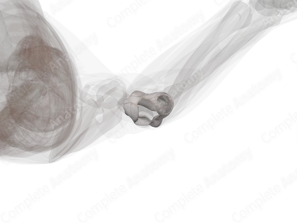 Elbow Joint (Left)