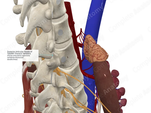 Superior Articular Facets of Twelfth Thoracic Vertebra