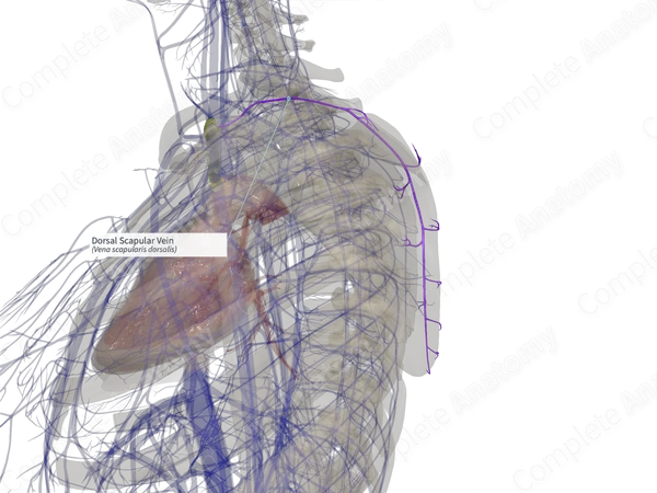 Dorsal Scapular Vein (Right)