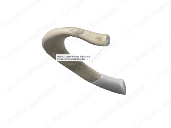 Articular Facet of Head of First Rib