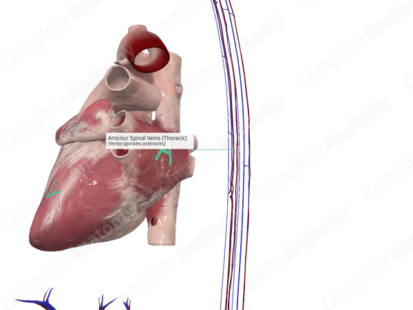 Anterior Spinal Veins (Thoracic)