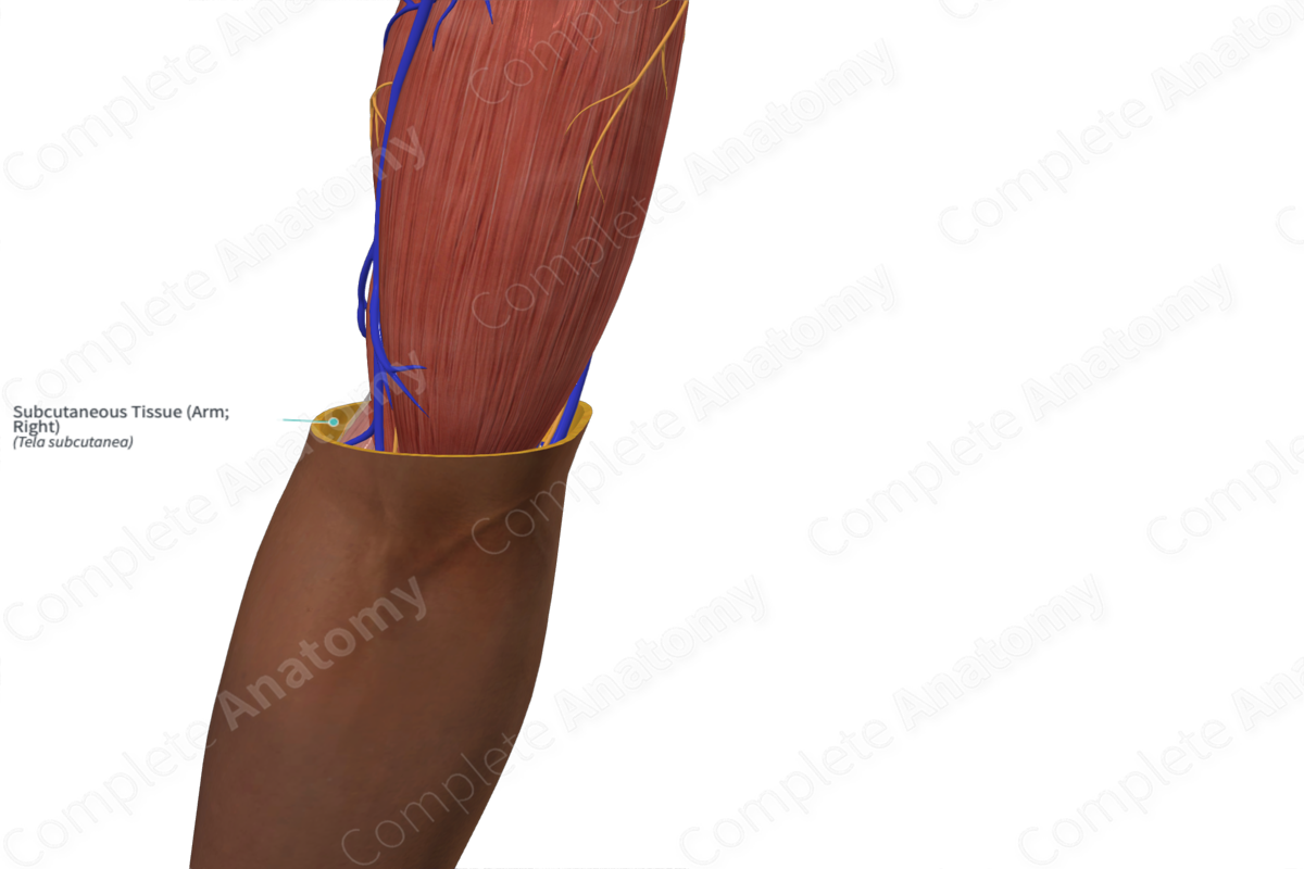 Subcutaneous Tissue (Arm; Right)