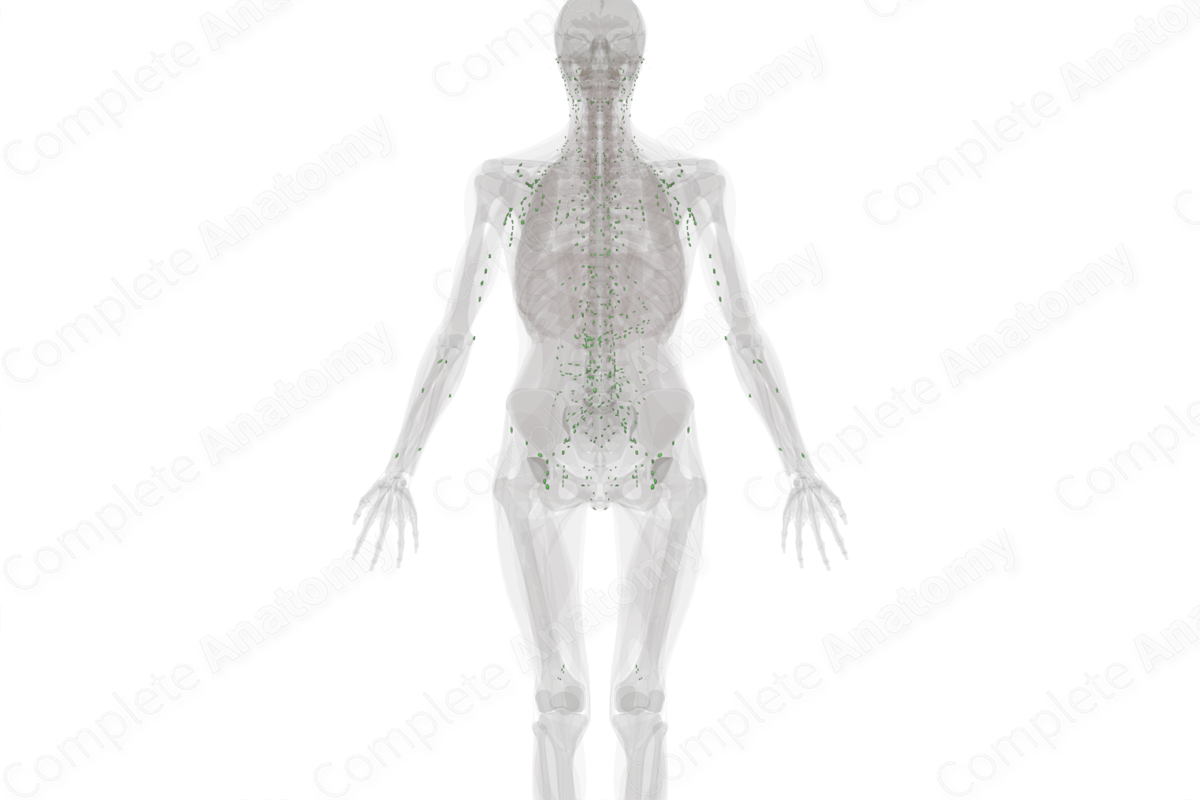 Lymph Nodes
