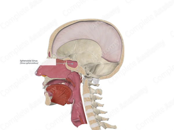 Sphenoidal Sinus 