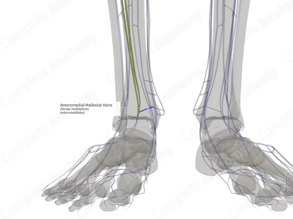 Anteromedial Malleolar Veins (Right)