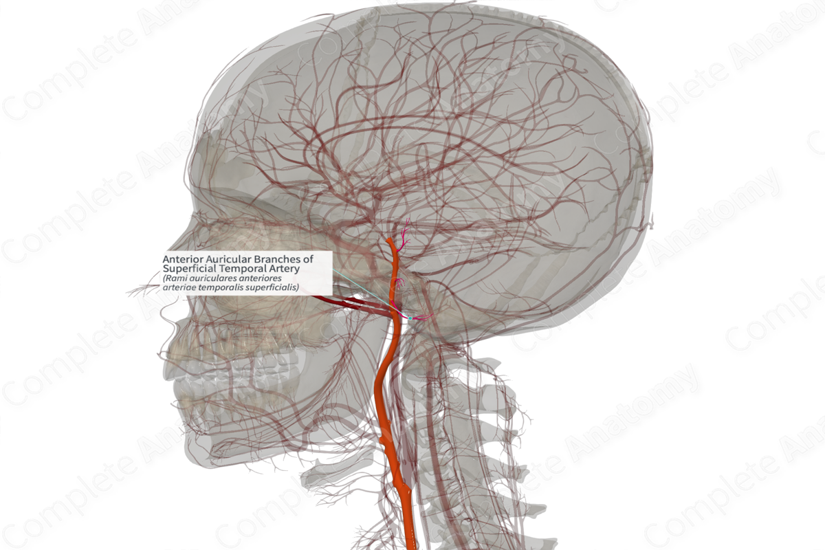 Anterior Auricular Branches of Superficial Temporal Artery (Left)