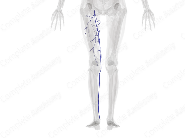Superficial Veins of Femoral Region (Left)