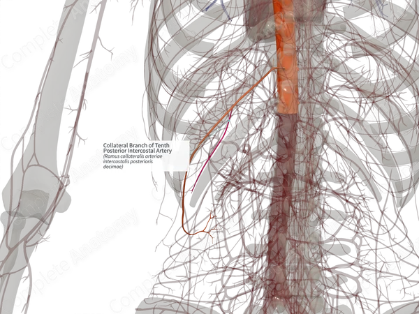 Collateral Branch of Tenth Posterior Intercostal Artery (Right)
