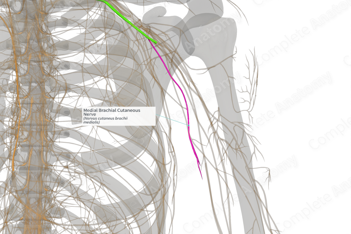 Medial Brachial Cutaneous Nerve (Left)