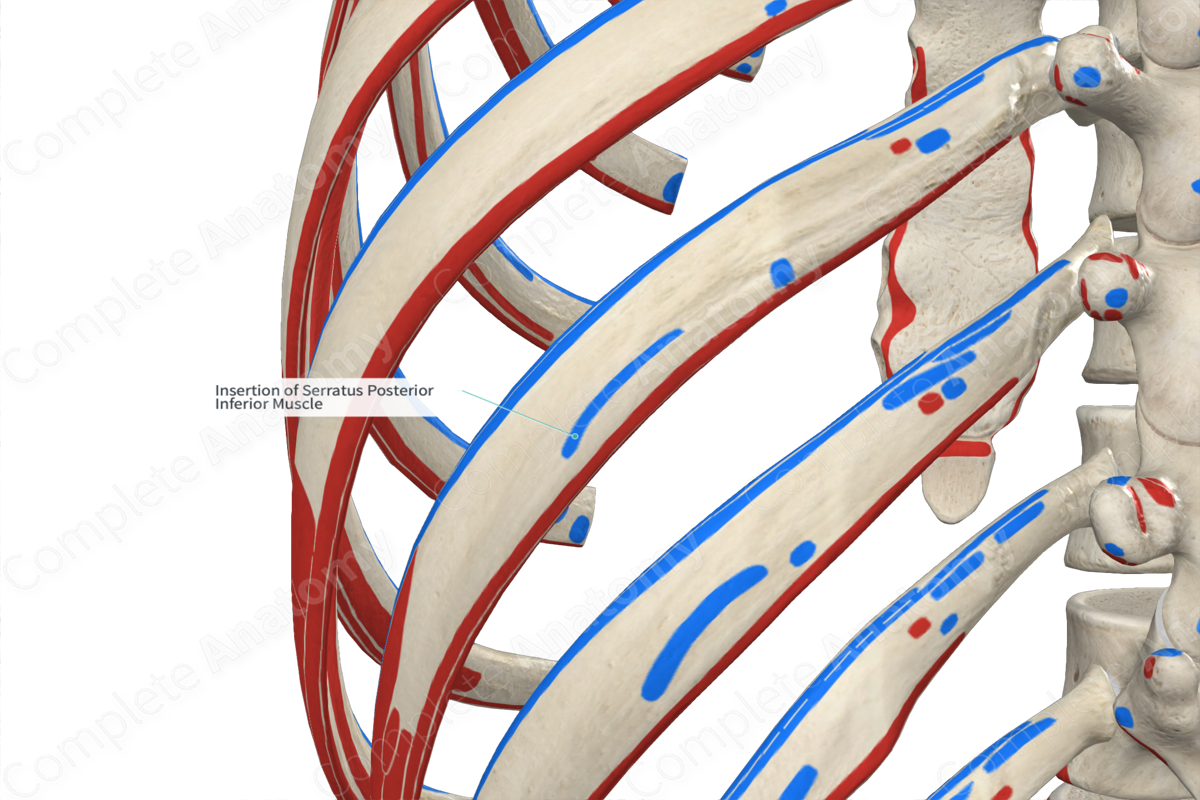 Insertion of Serratus Posterior Inferior Muscle