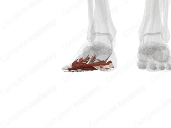 Muscles of Plantar Part of Foot (Left)