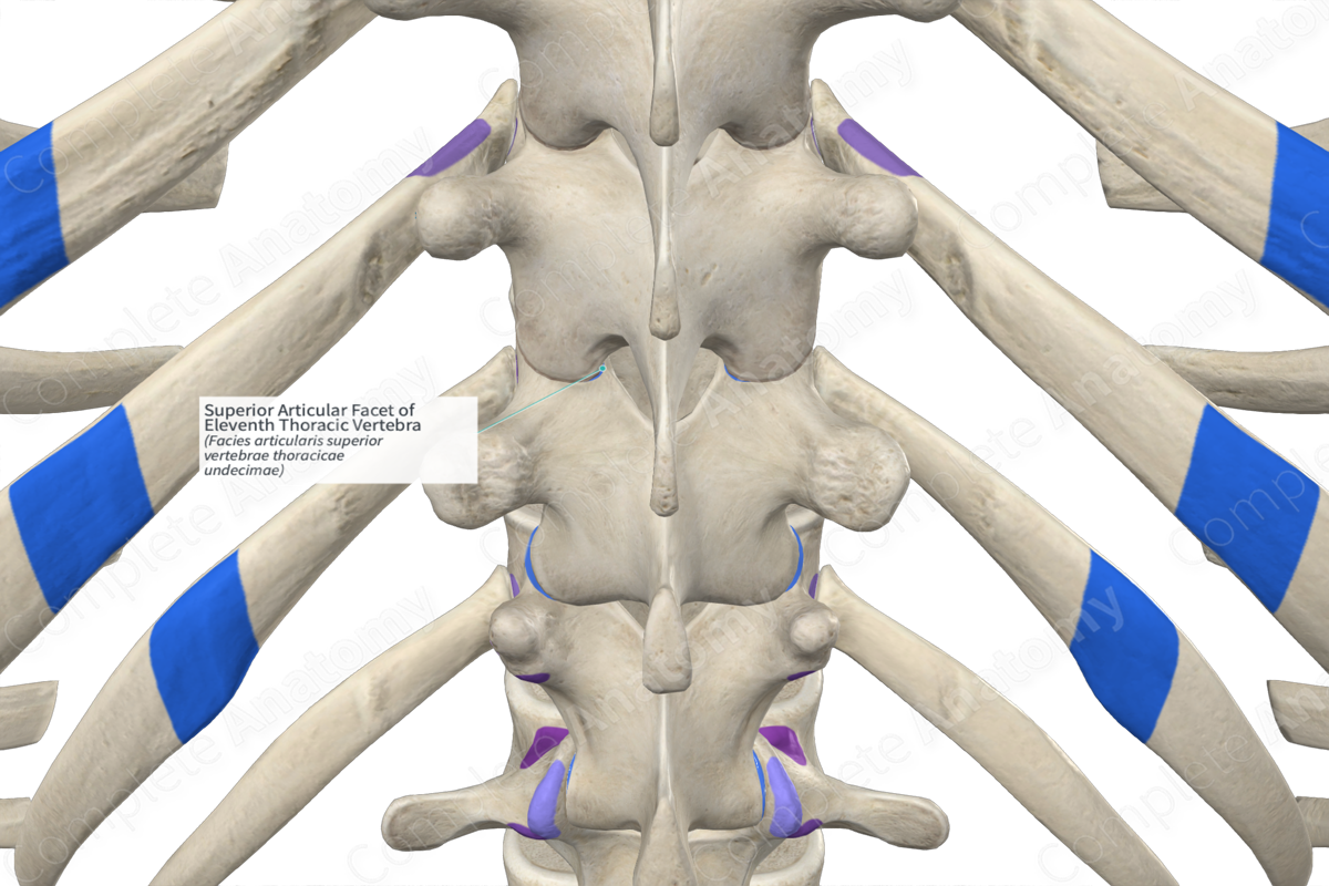 Superior Articular Facet of Eleventh Thoracic Vertebra (Right)