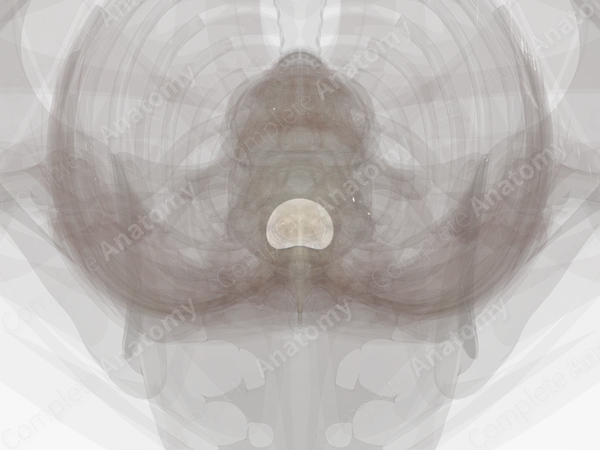 Intervertebral Disc (T10-T11)
